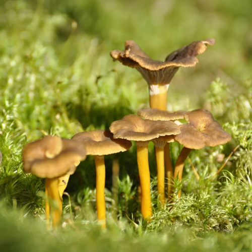 Plantes et champignons Association forestière du sud du Québec